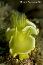 Yellow nudibranch...taken with Canon 400D/Hugyfot housing  by Patrick Neumann 